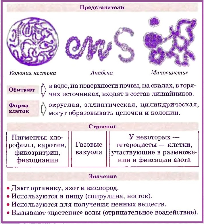 цианобактерии