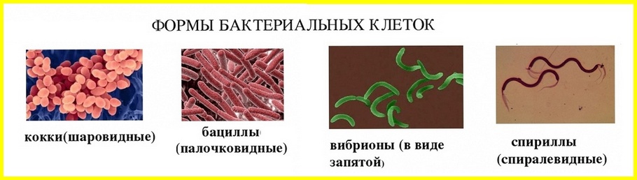 формы бактерий