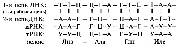 Рнк перевод. ДНК ИРНК ТРНК таблица. Цепочки ДНК РНК ТРНК. Принцип комплементарности ДНК ИРНК ТРНК. Из ДНК В РНК таблица.