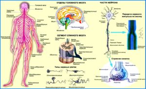 нервная система основные принципы