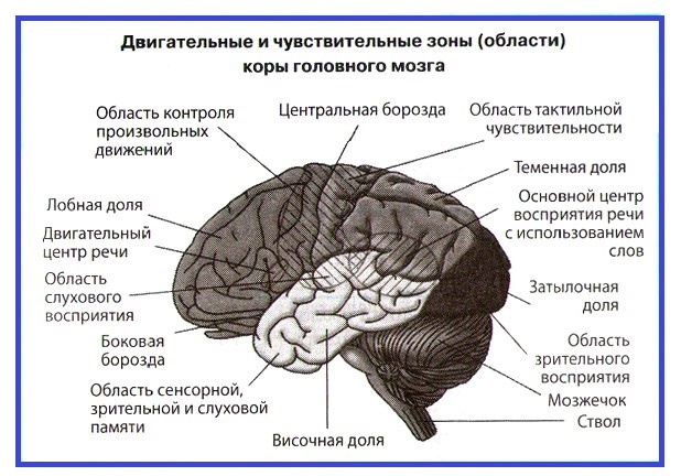 Чувствительные зоны коры больших полушарий. Двигательные центры коры головного мозга. Двигательные зоны коры головного мозга. Функциональные зоны и доли коры головного мозга. Зоны анализаторов в коре головного мозга.