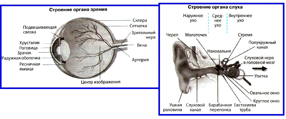 Органы чувств структура. Строение орган слуха и зрения человека. Строение анализатора орган слуха зрения. Схема строения анализатора человека. Органы чувств человека строение и функции.