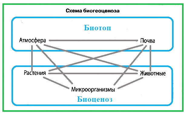  Экосистема (биогеоценоз)